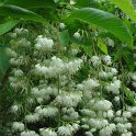 Pterostyrax hispida